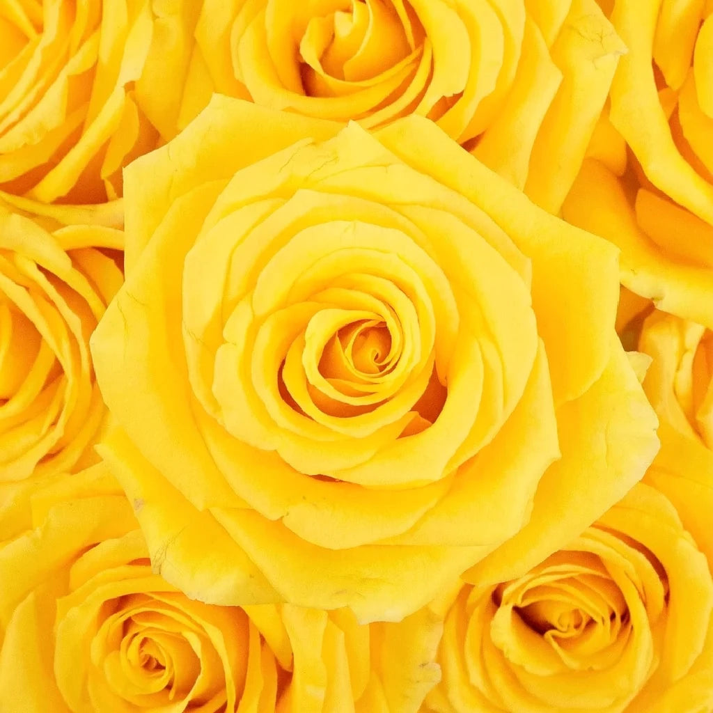 Gold Strike Roses Standard - main