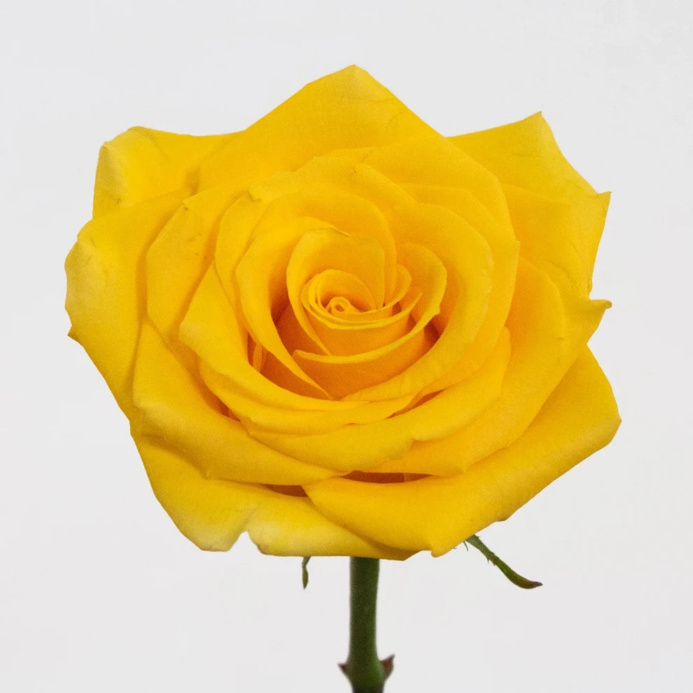 Gold Strike Roses Standard - alternative 2