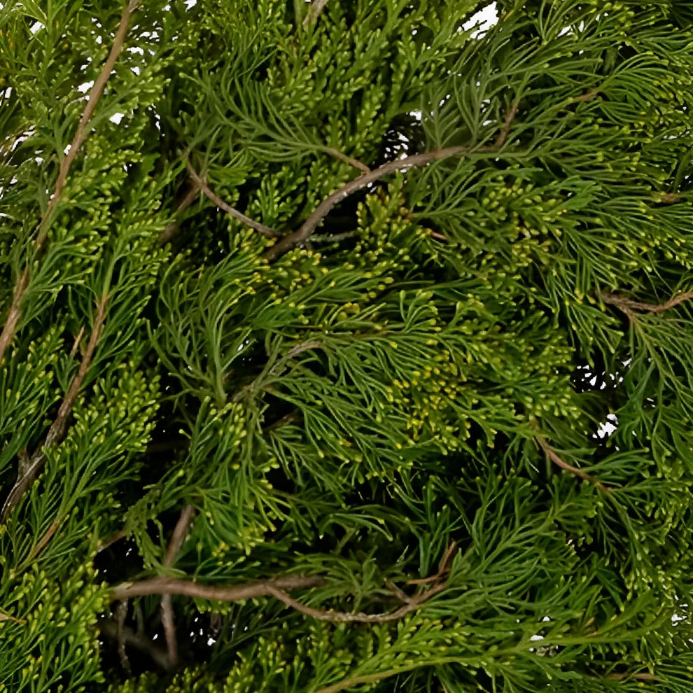 Gold Tip Cedar Greenery - alternative 1