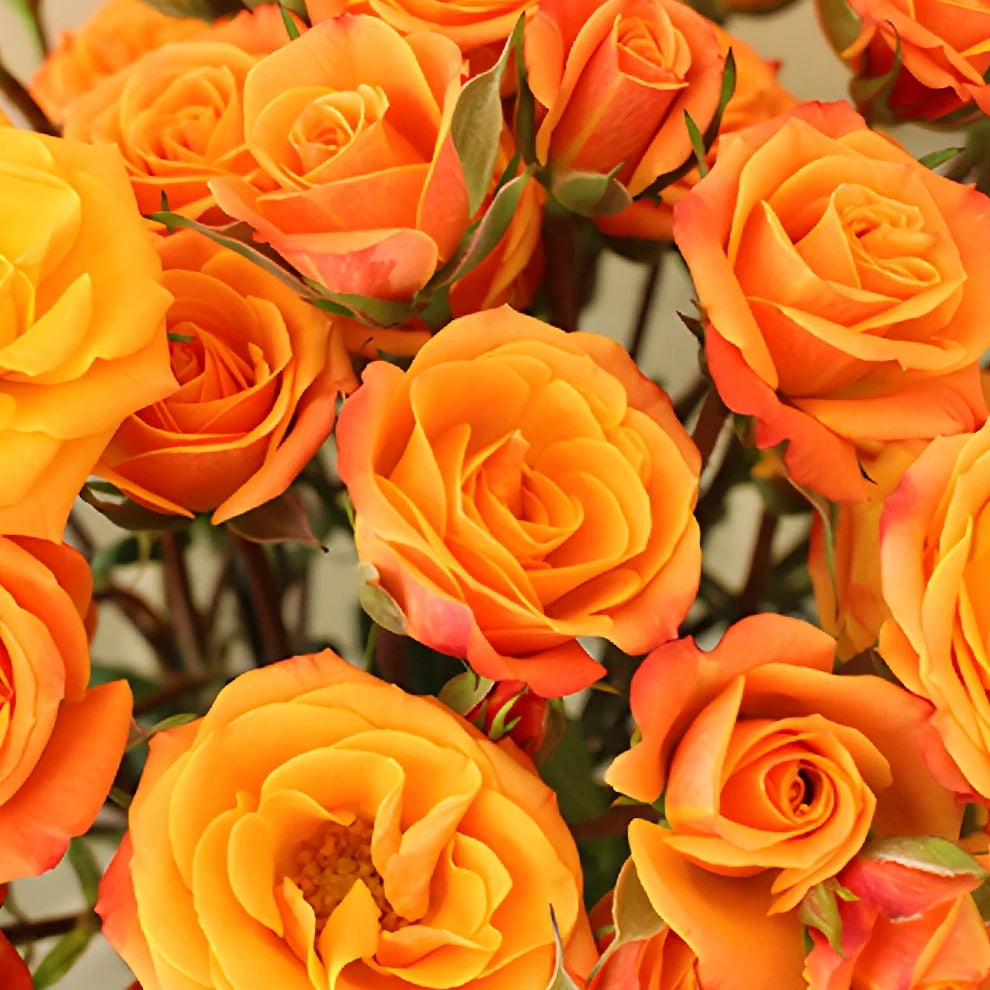 Star Roses Spray - main