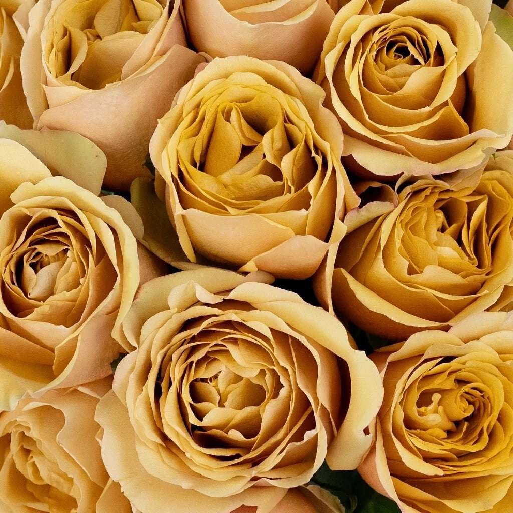 Golden Mustard Roses Garden - main