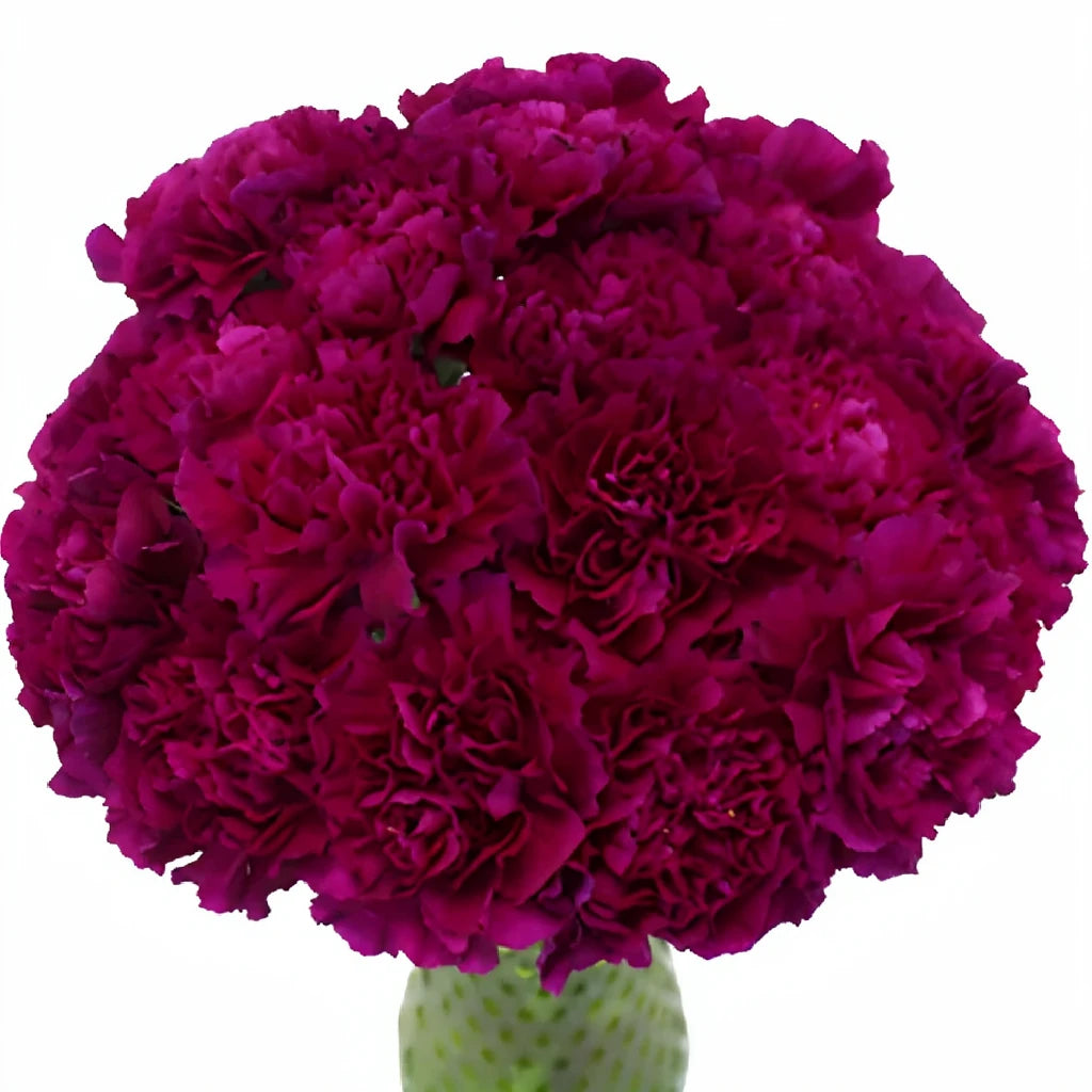 Fuchsia Carnations - alternative 2