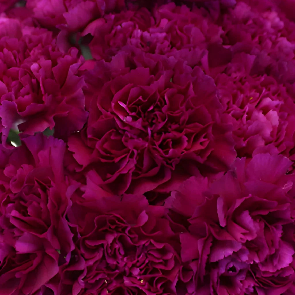 Fuchsia Carnations - main
