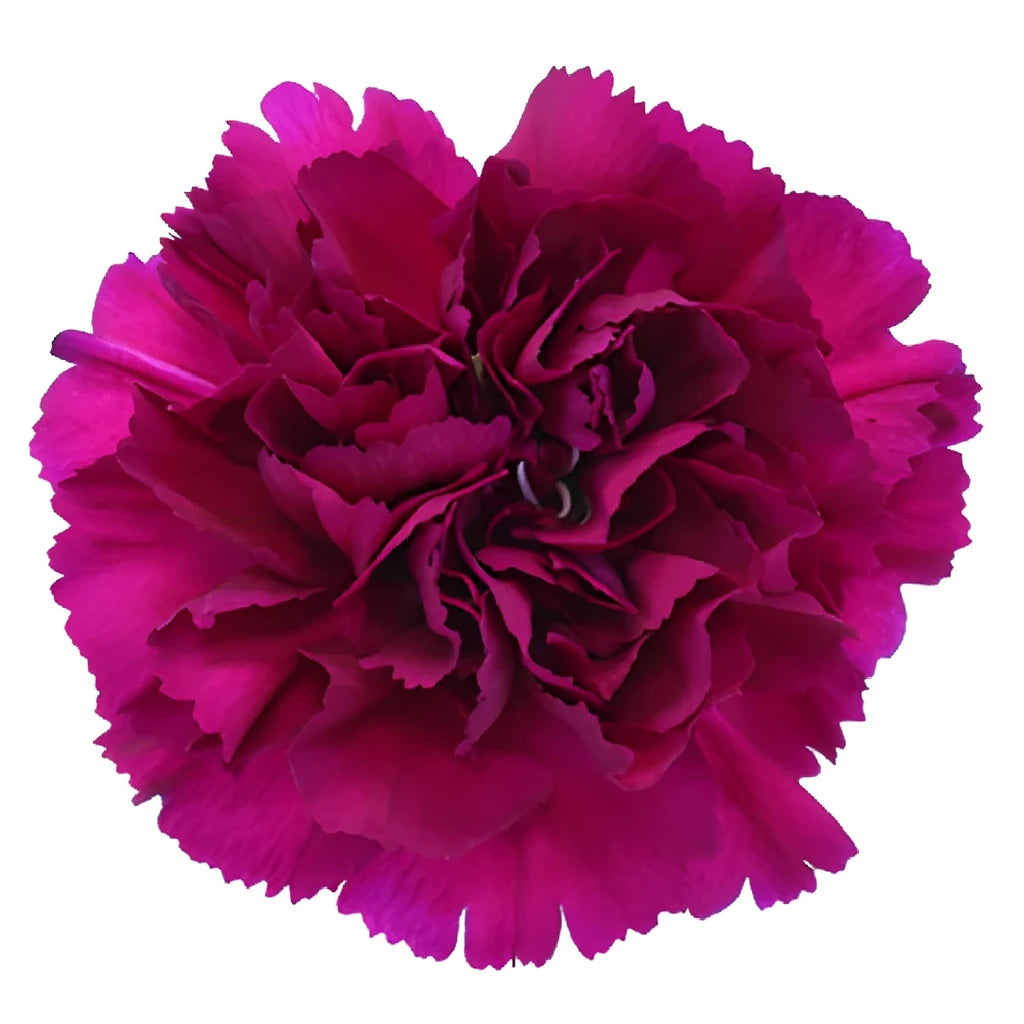 Golem Carnations - main