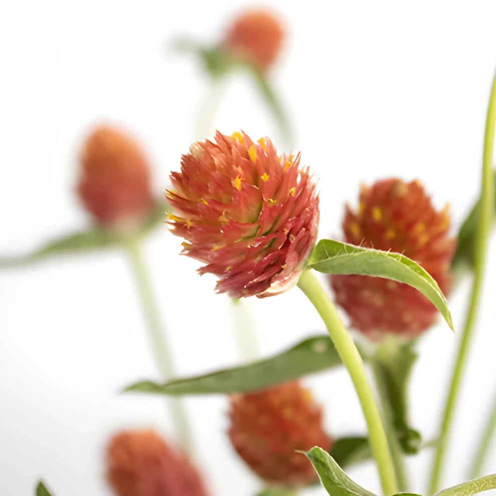 Orange Gomphrena - alternative 2