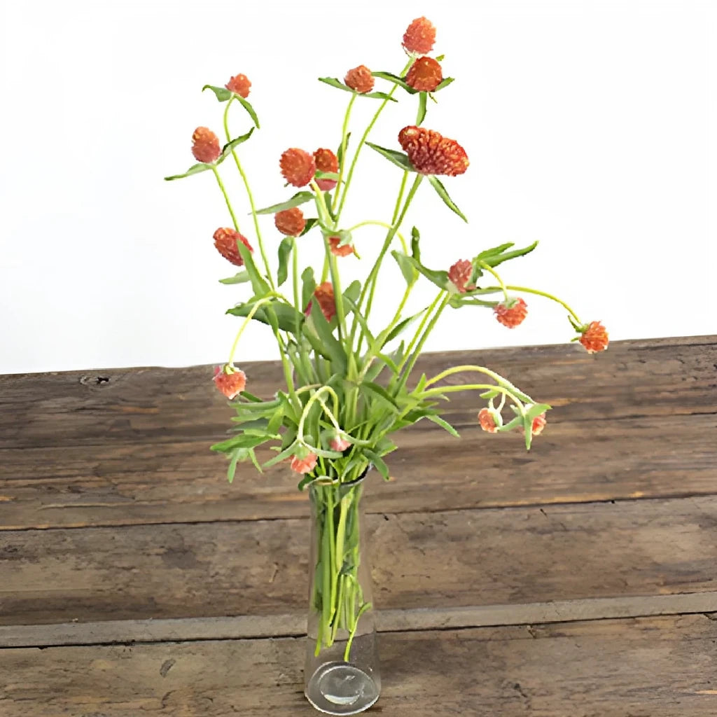 Orange Gomphrena - alternative 3