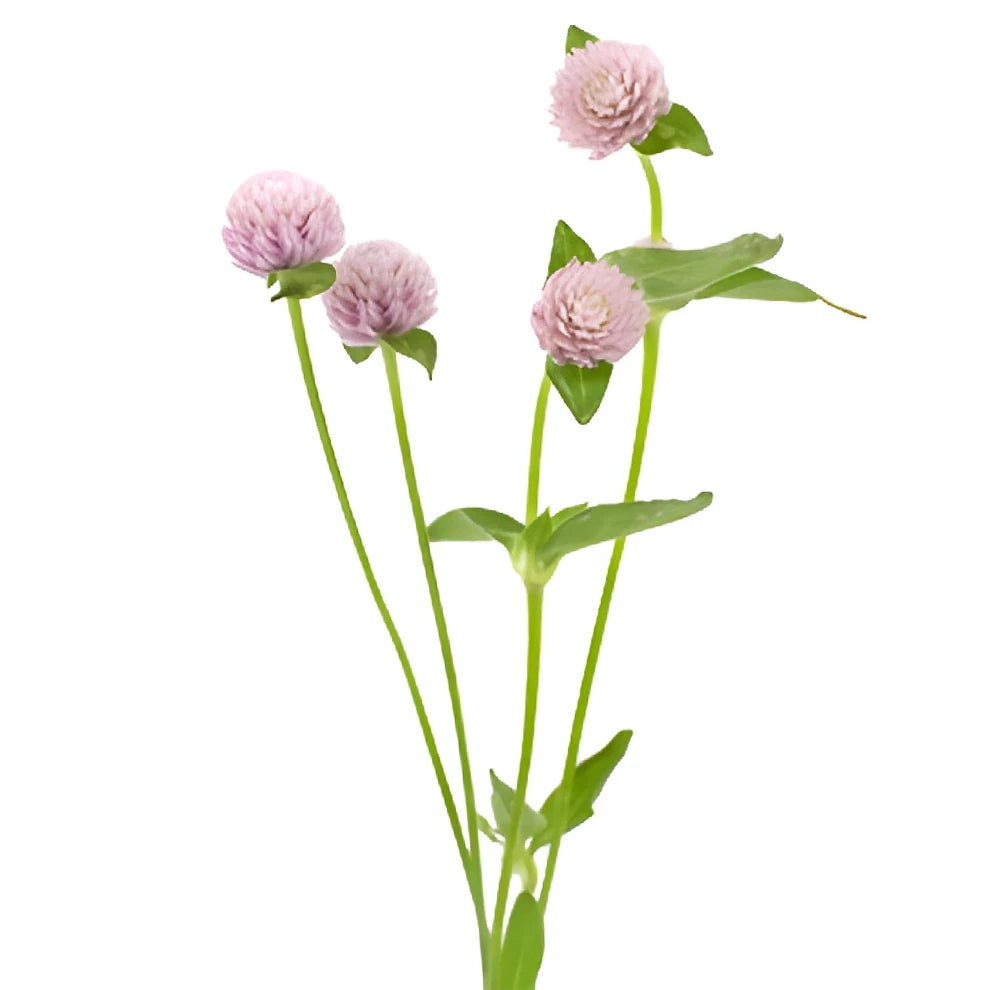 Lavender Gomphrena - alternative 2