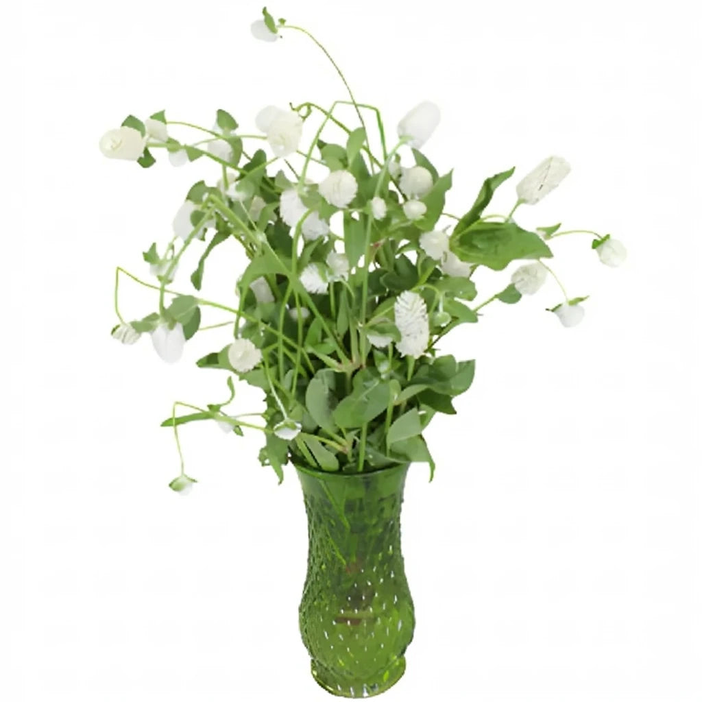 White Gomphrena - main