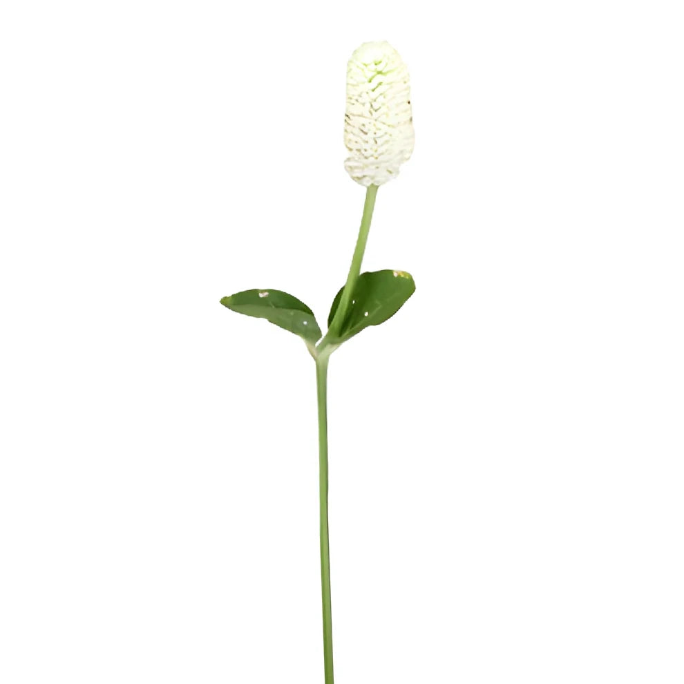 White Gomphrena - alternative 2