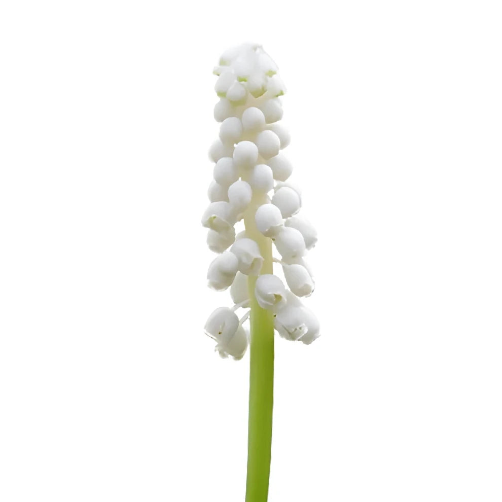 White Muscari - main
