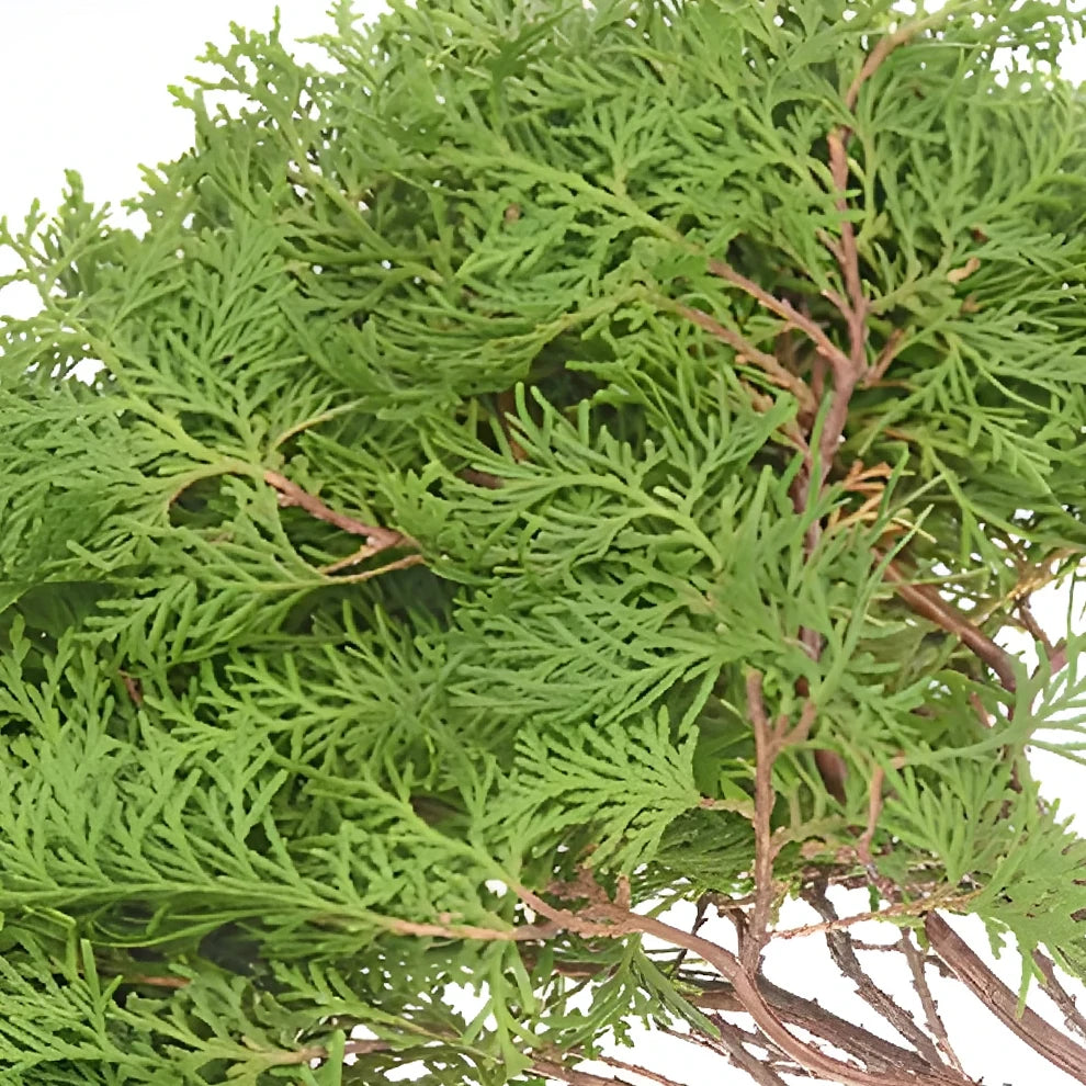 Arbor Vitae Greenery - alternative 1
