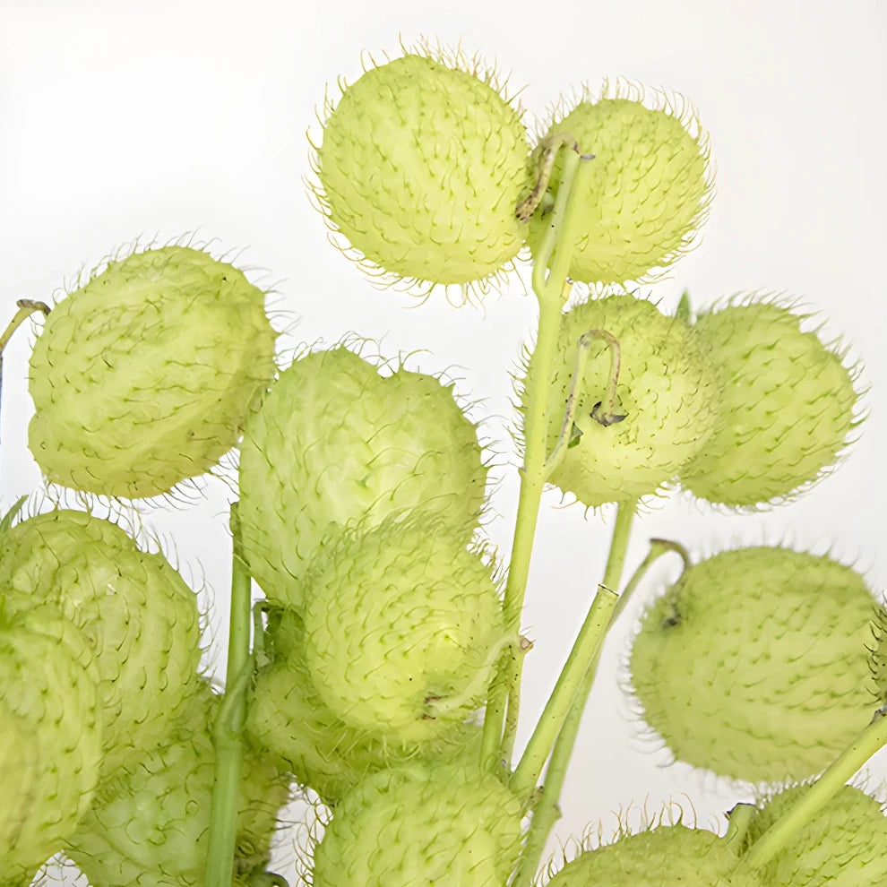 Asclepia Pods Pods - alternative 2