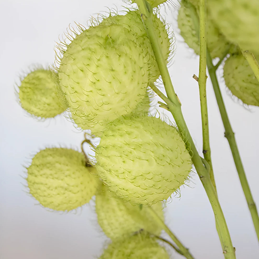 Asclepia Pods Pods - main