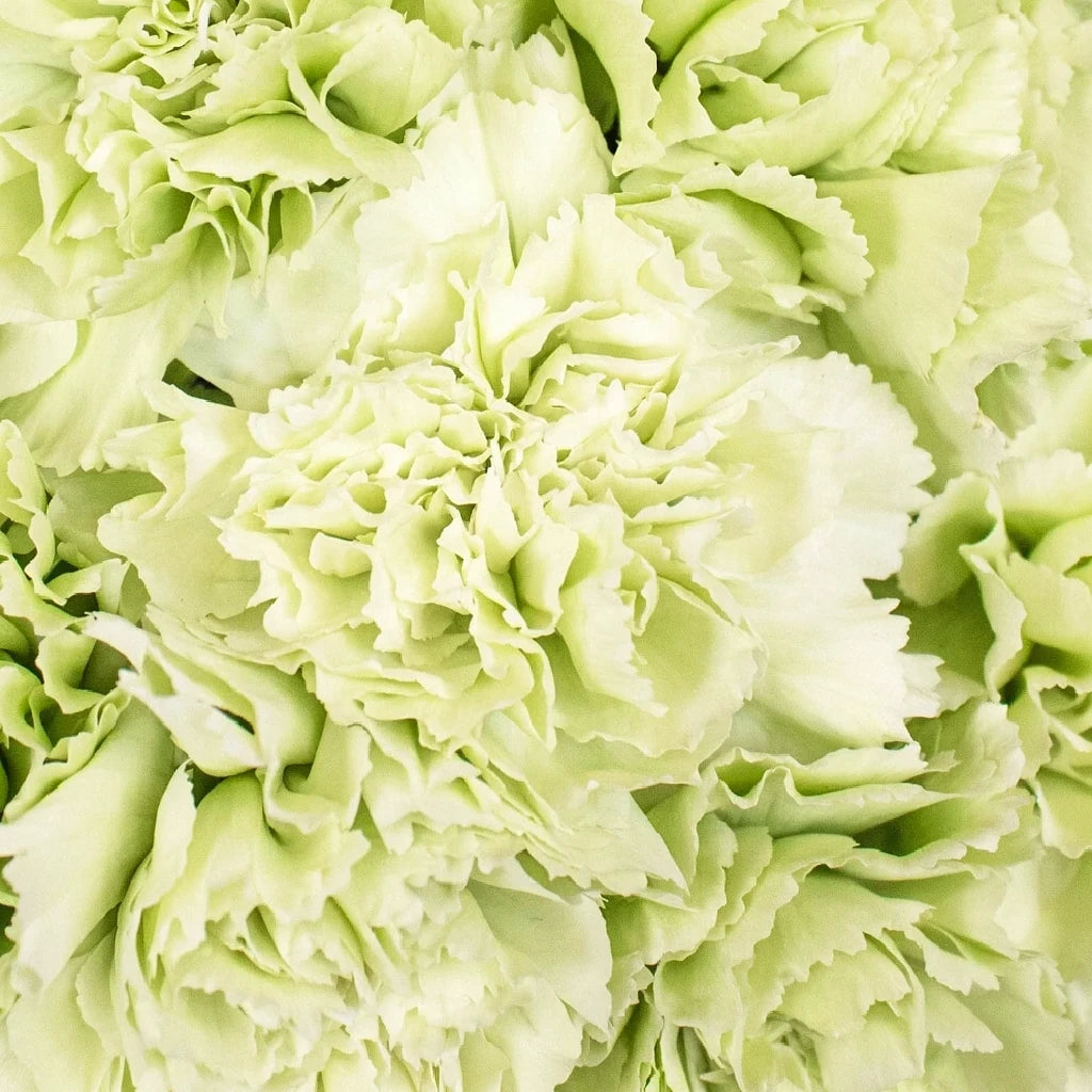 Sherida Carnations - alternative 1