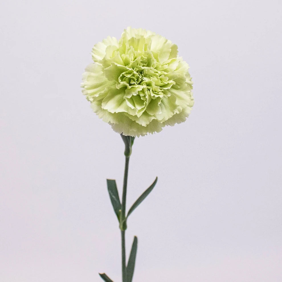 Sherida Carnations - alternative 2