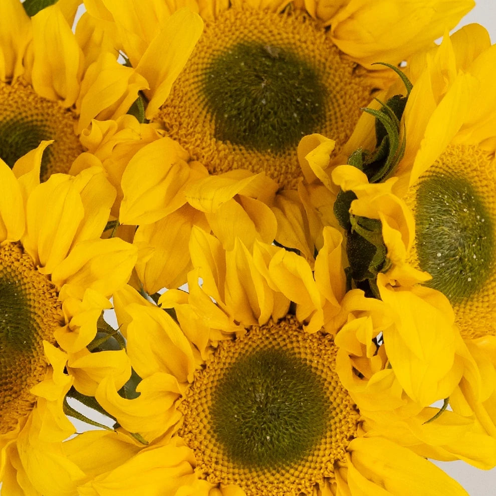 Yellow Large Dark Center Sunflowers - main