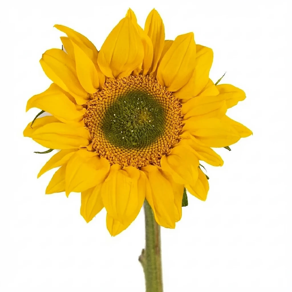 Large Green Center Sunflowers - alternative 2