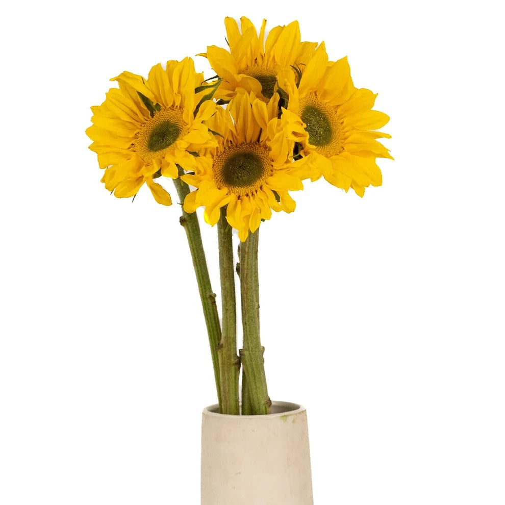 Yellow Large Dark Center Sunflowers - alternative 1