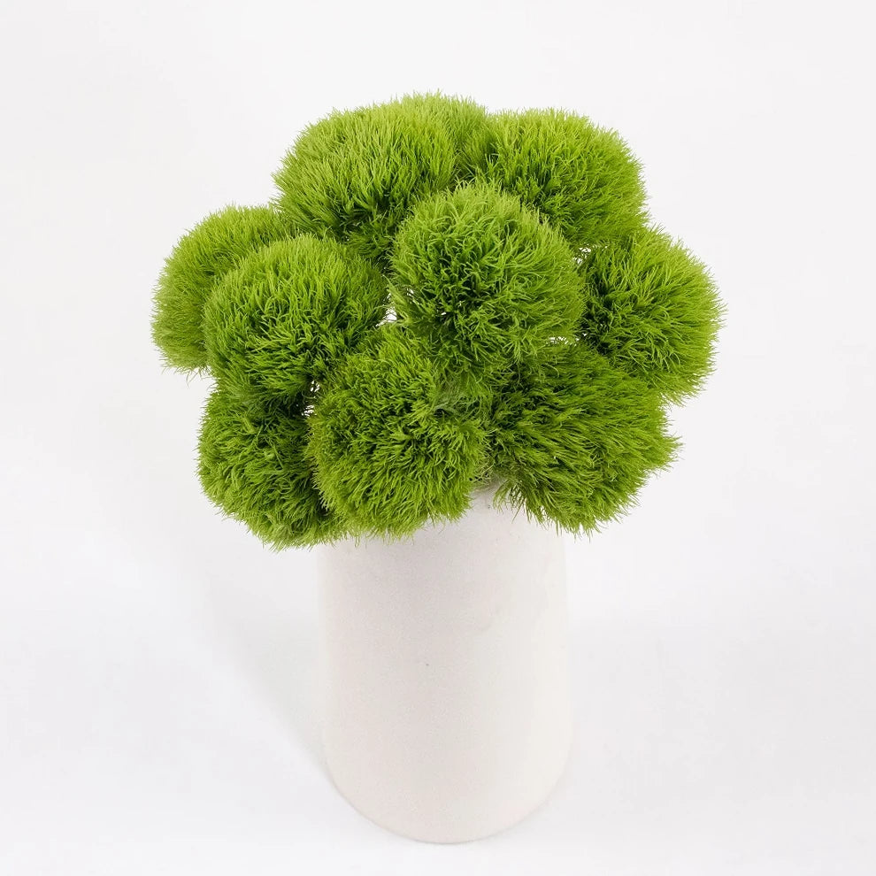 Green Ball Dianthus - main