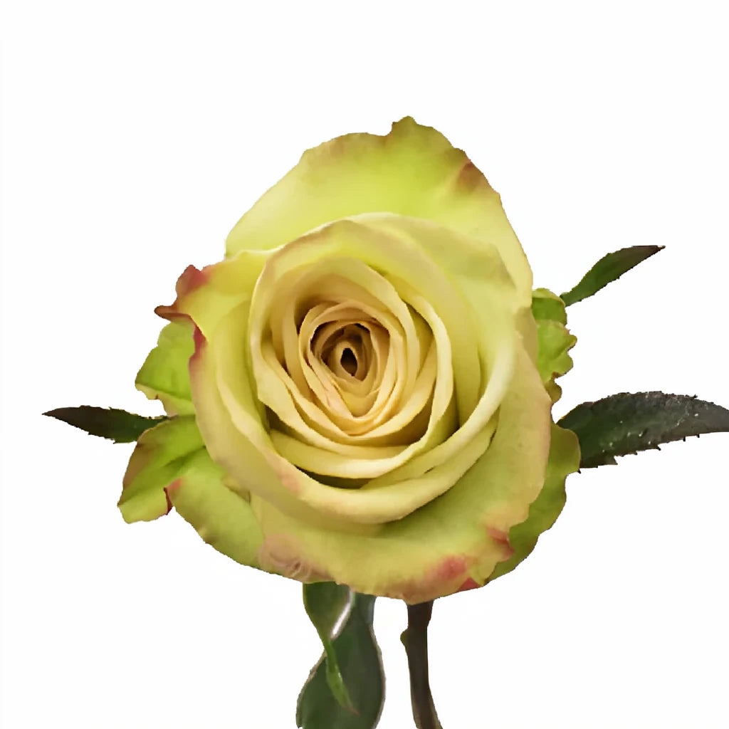Green Fashion Roses Standard - alternative 3