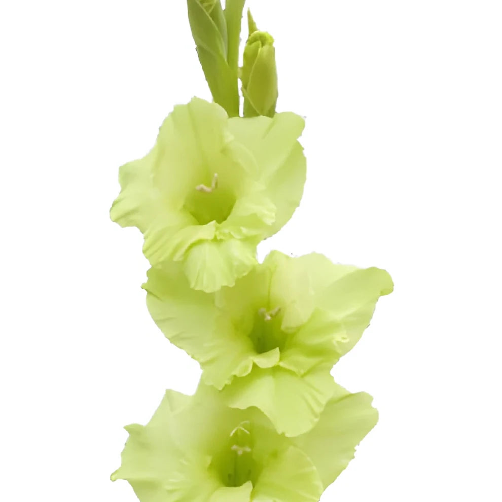 Green Gladiolus - main