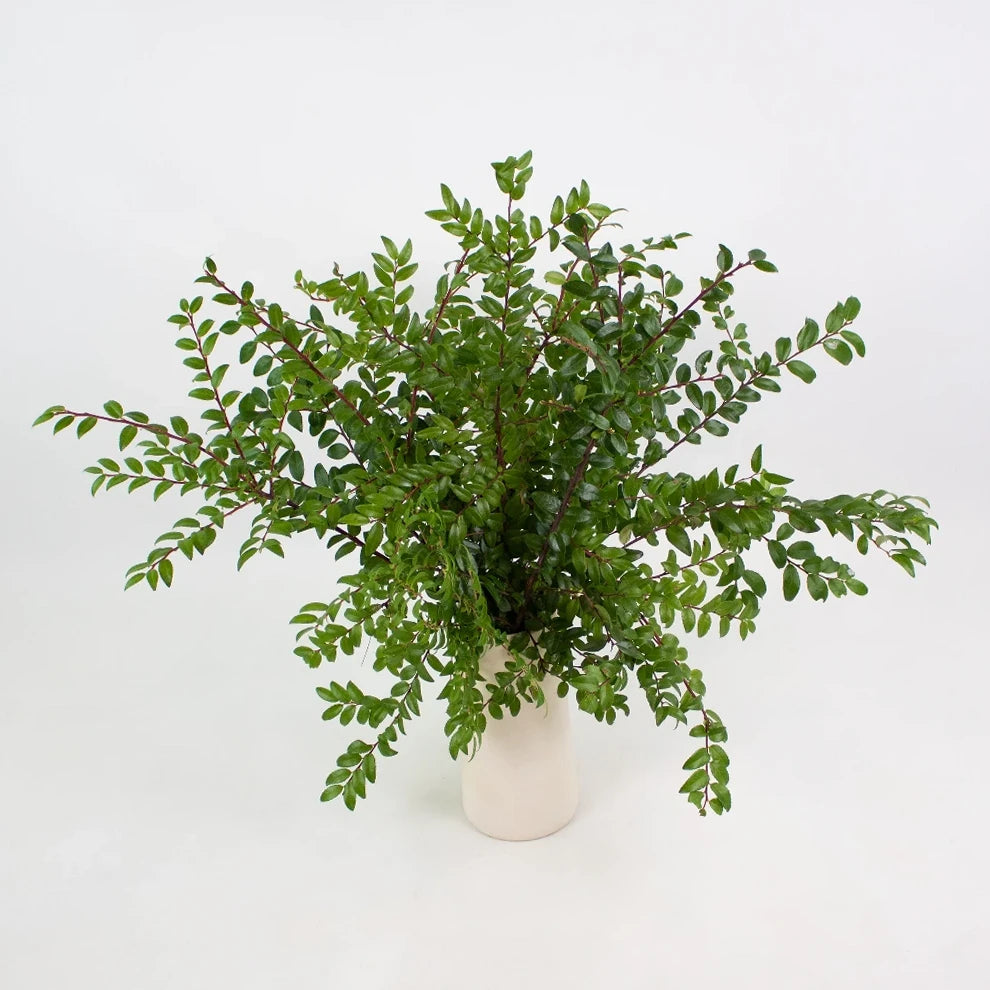 Green Huckleberry Greenery - alternative 1