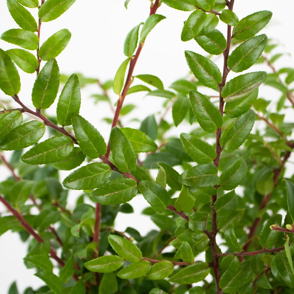 Green Huckleberry Greenery - main