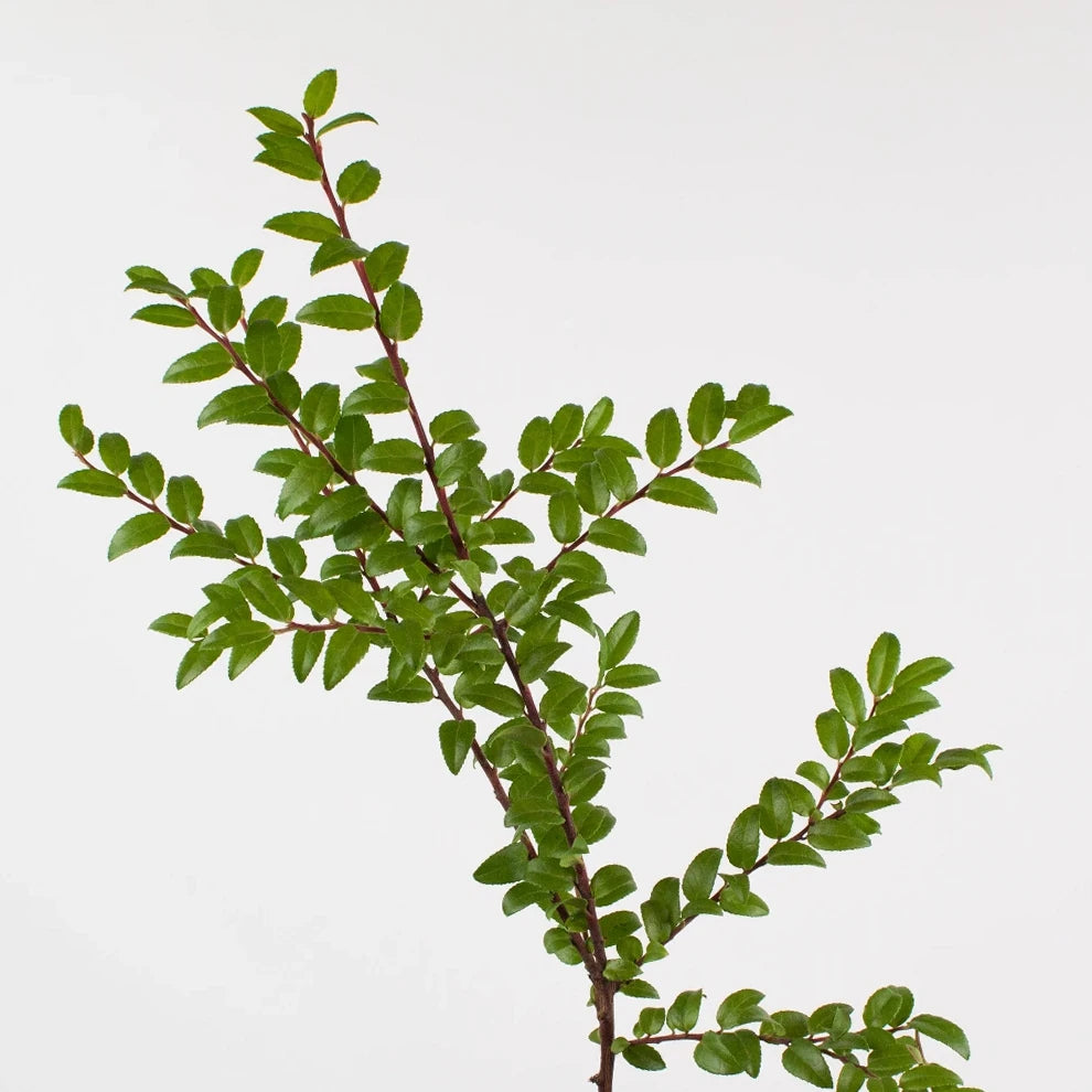 Green Huckleberry Greenery - alternative 2