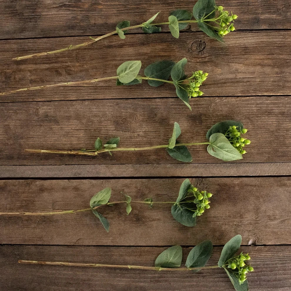 Hypericum Green Berries - alternative 1