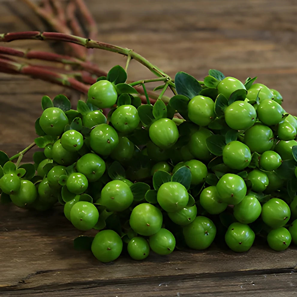 Hypericum Green Berries - main