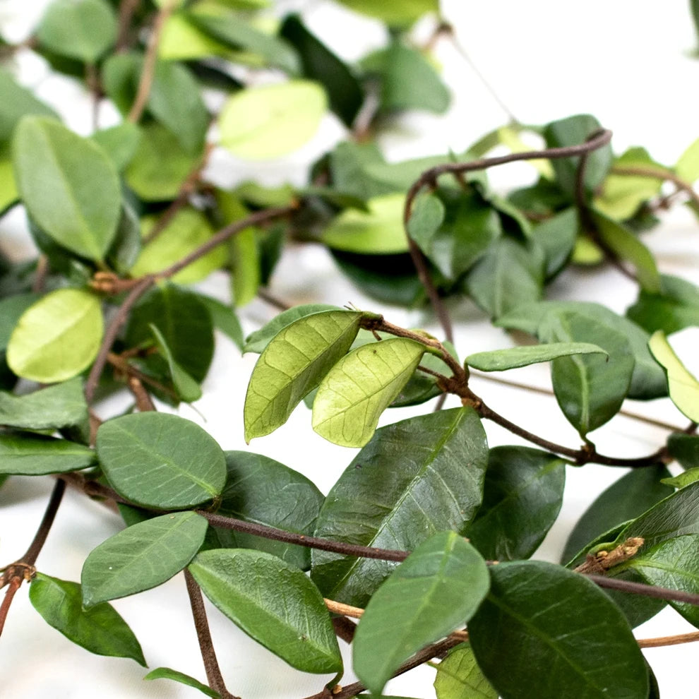 Jasmine Vine Greenery - main