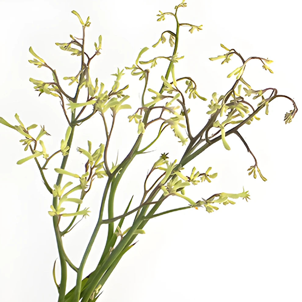 Green Kangaroo Paw - main