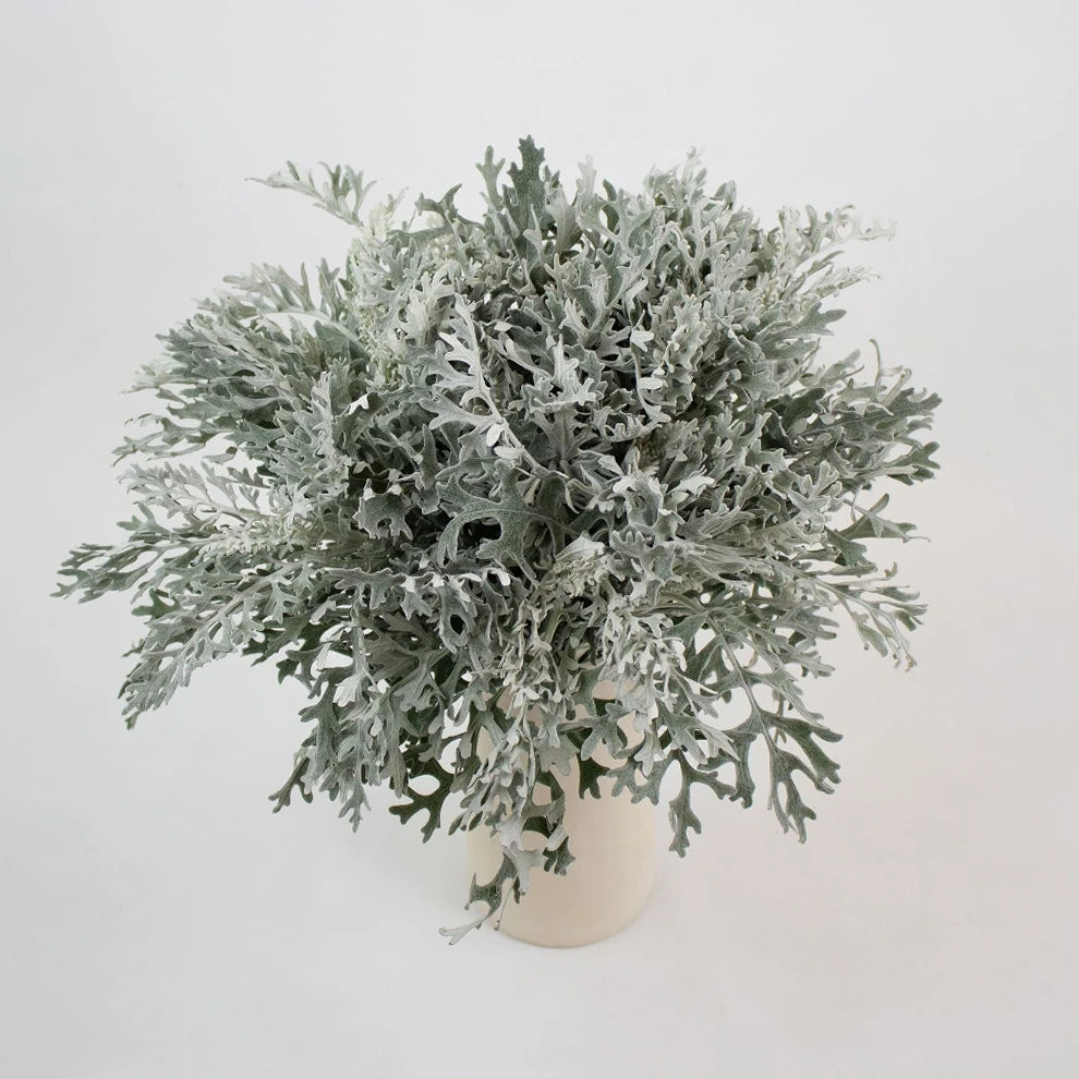 Dusty Miller Lacy Greenery - main