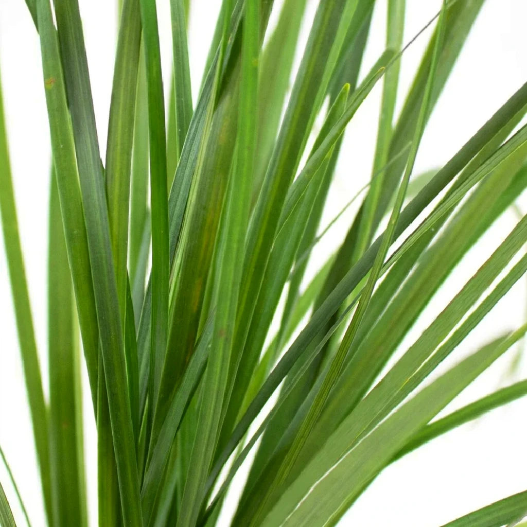 Lily Grass Greenery - alternative 2