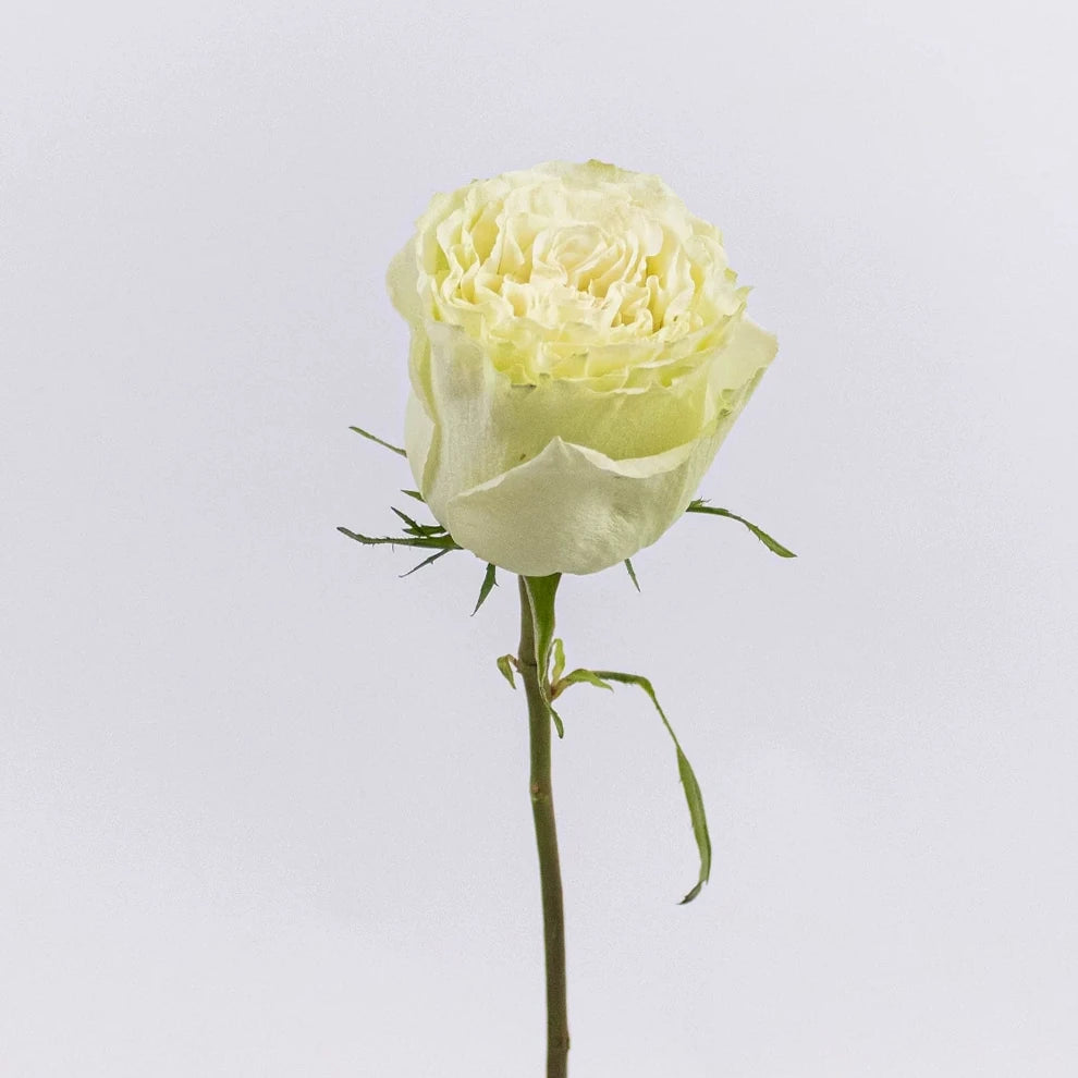 Light Green Standard Lemonade Roses - alternative 3