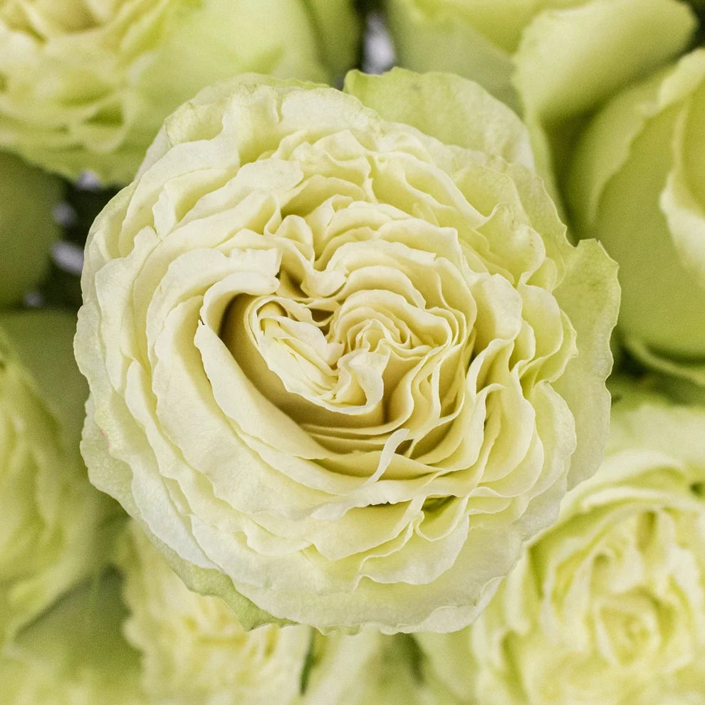 Light Green Standard Lemonade Roses - alternative 2