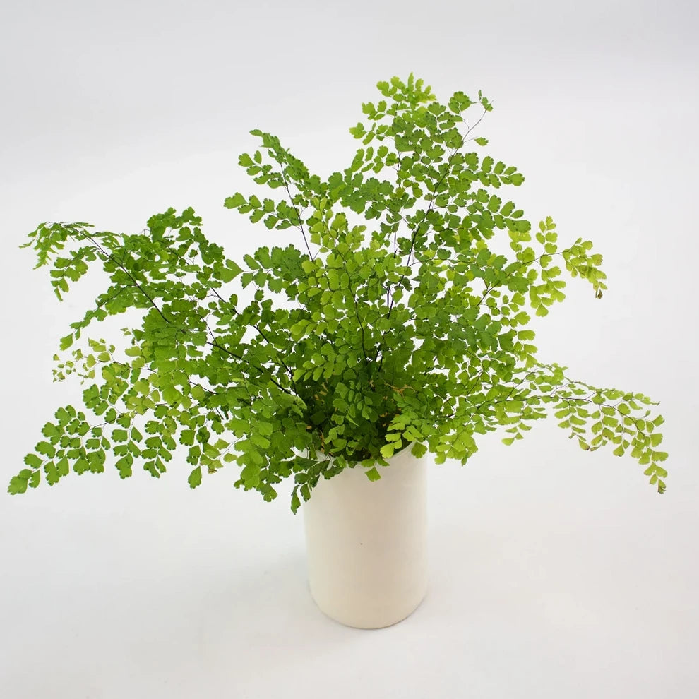 Maiden Hair Fern Greenery - alternative 1