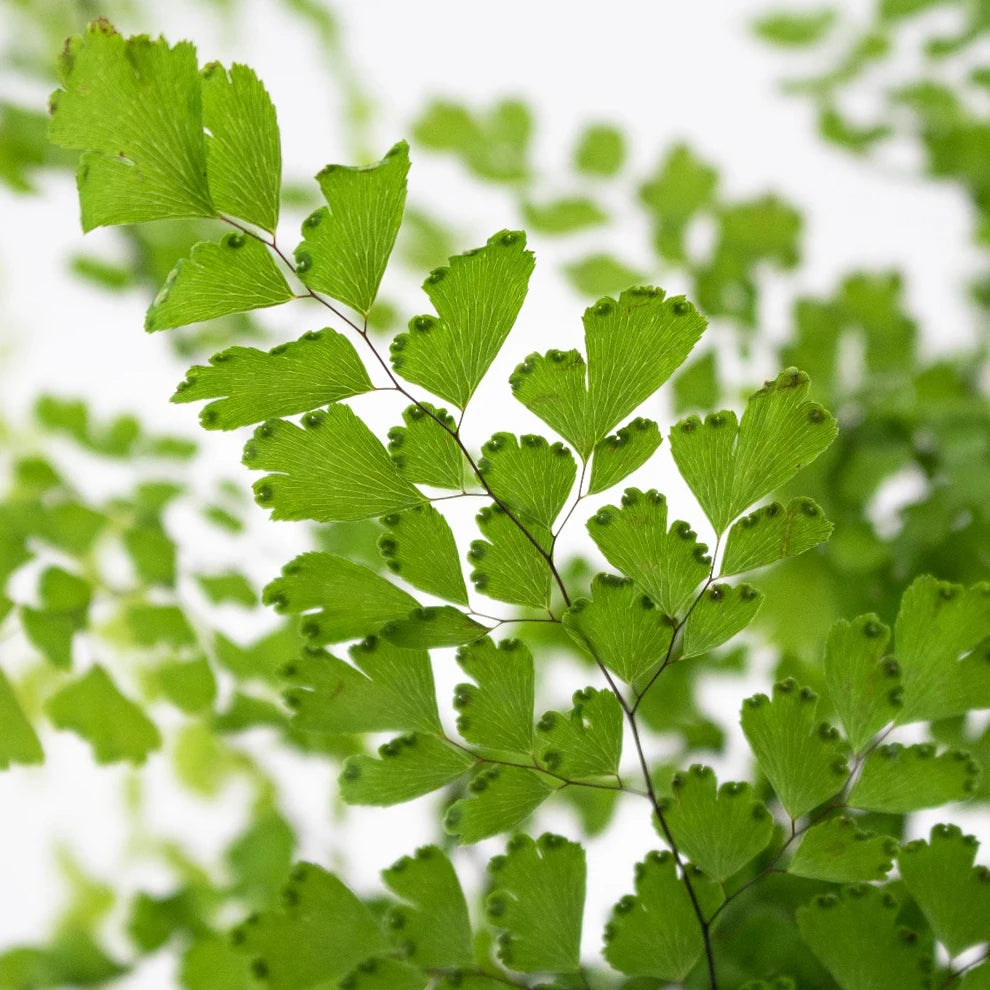 Maiden Hair Fern Greenery - main