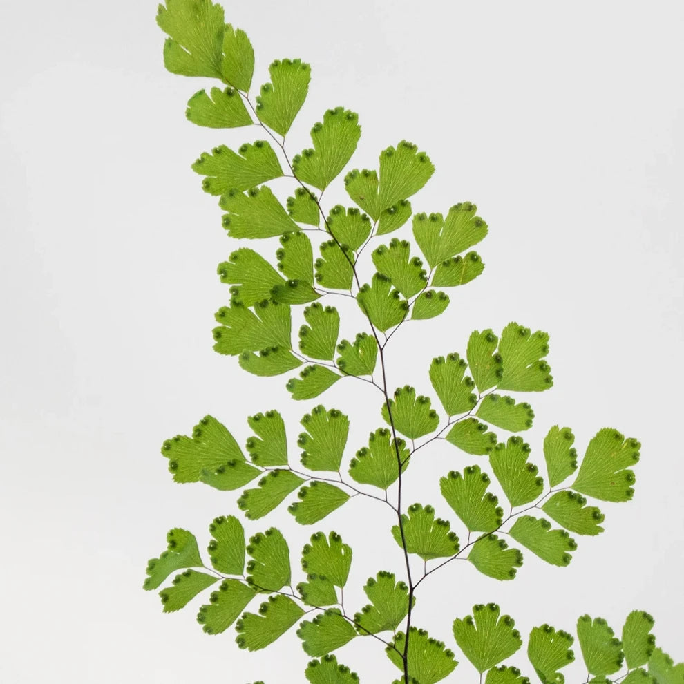 Maiden Hair Fern Greenery - alternative 2