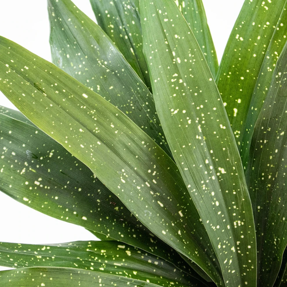 Milkyway Aspidistra Greenery - alternative 2