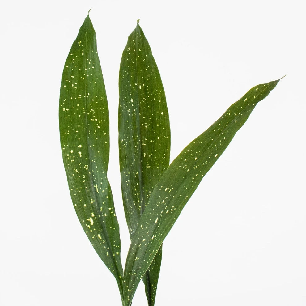 Milkyway Aspidistra Greenery - alternative 1