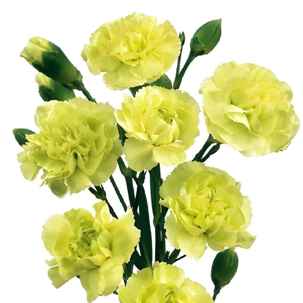 Green Carnations Mini - main