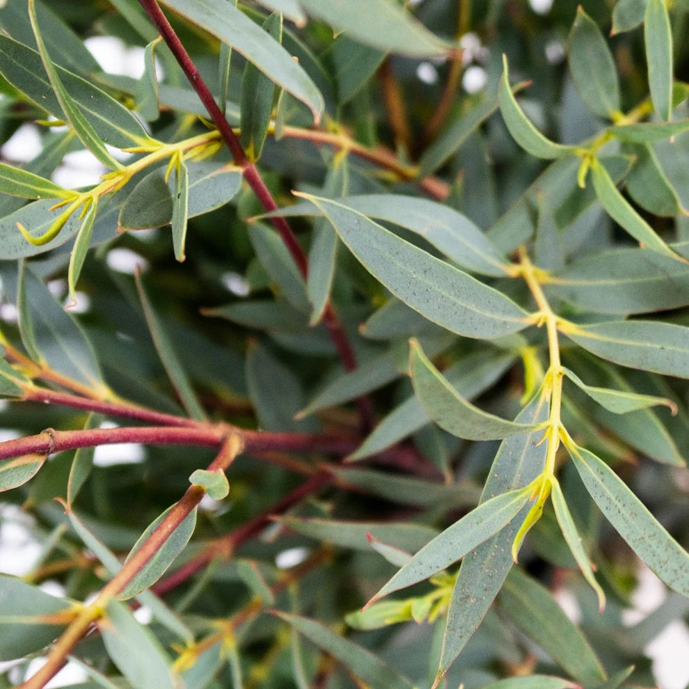 Eucalyptus Parvafolia Greenery - main