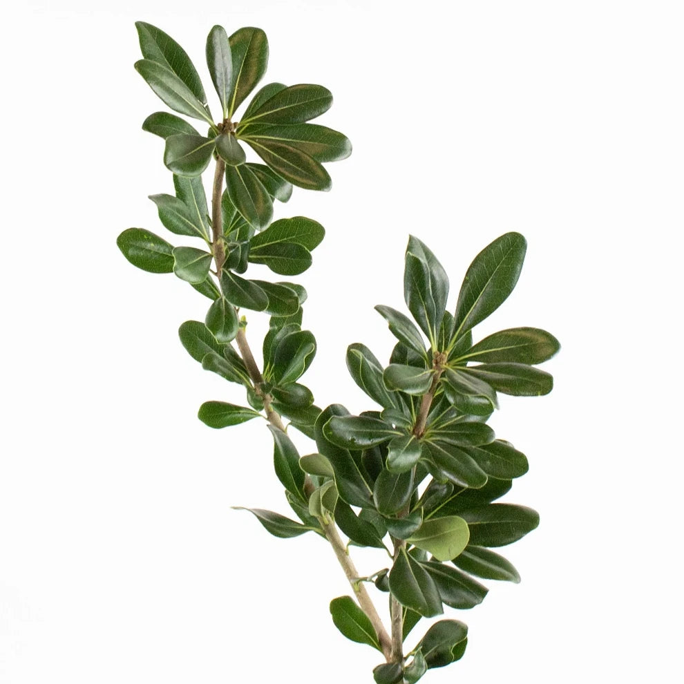 Pittosporum Greenery - main