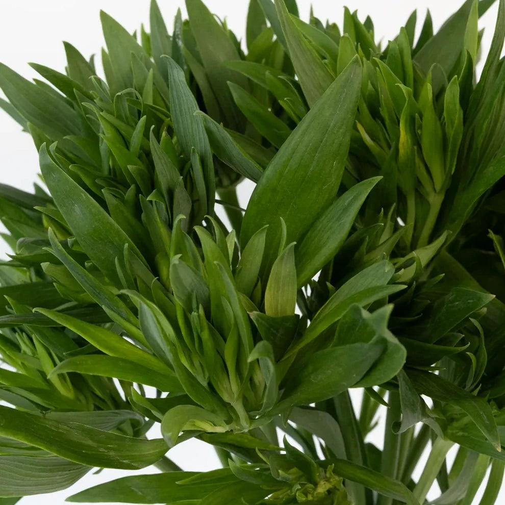 Green Alstroemeria - main