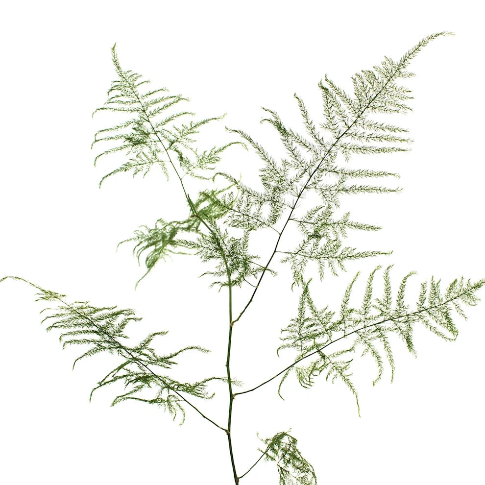 Plumosus Greenery - Green - alternative 1