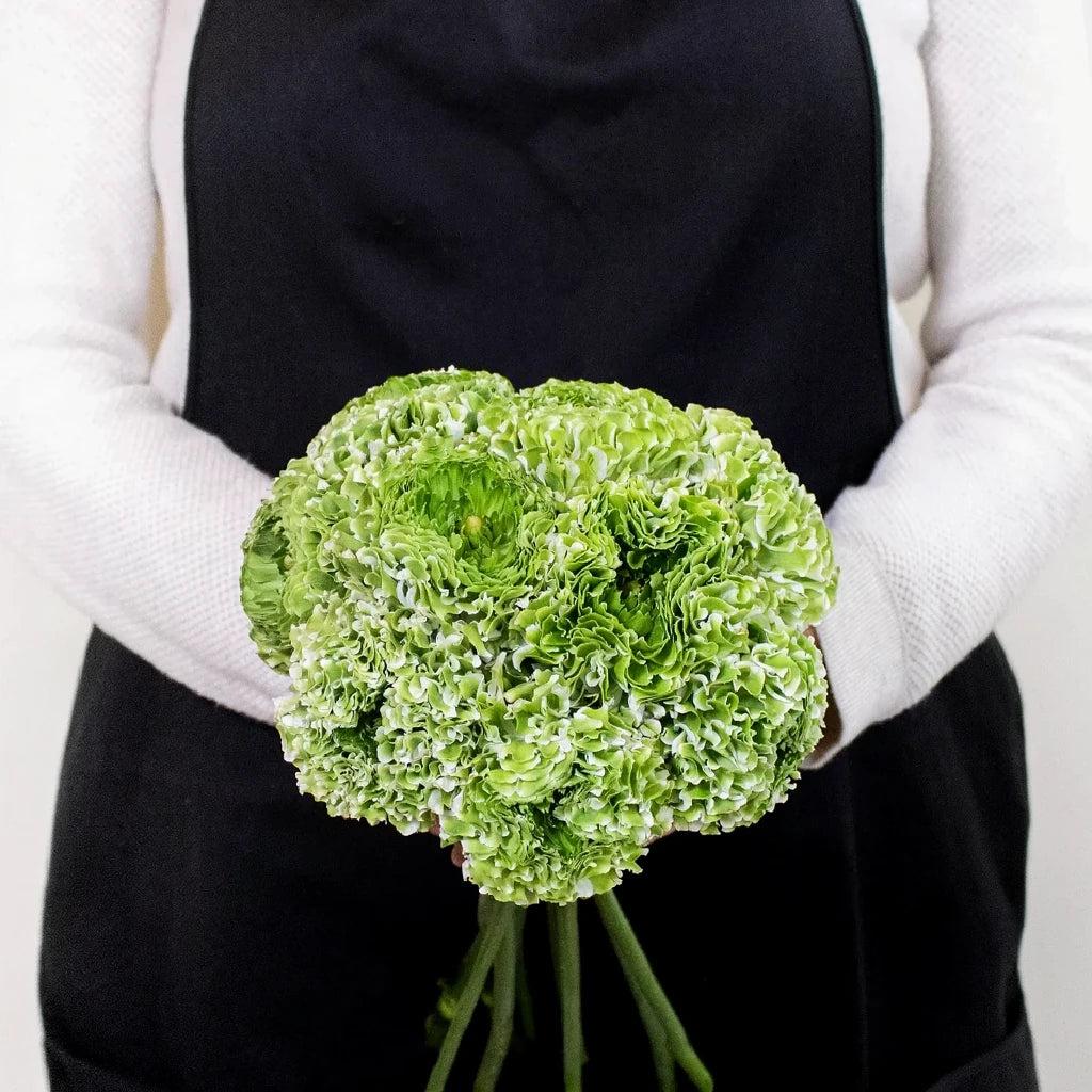 Pon pon Ranunculus - Green - alternative 3