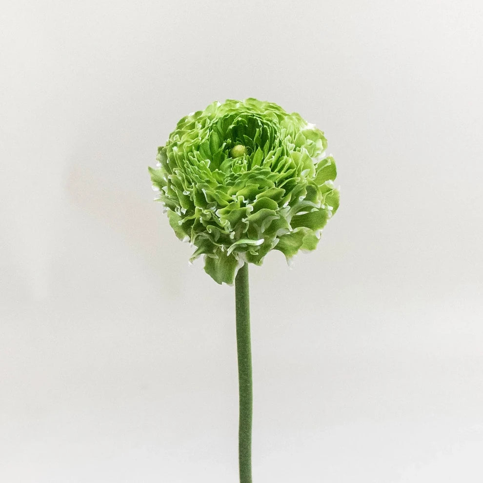 Pon pon Ranunculus - Green - alternative 1