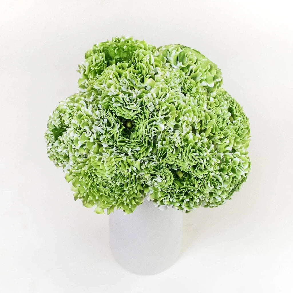 Pon pon Ranunculus - Green - main
