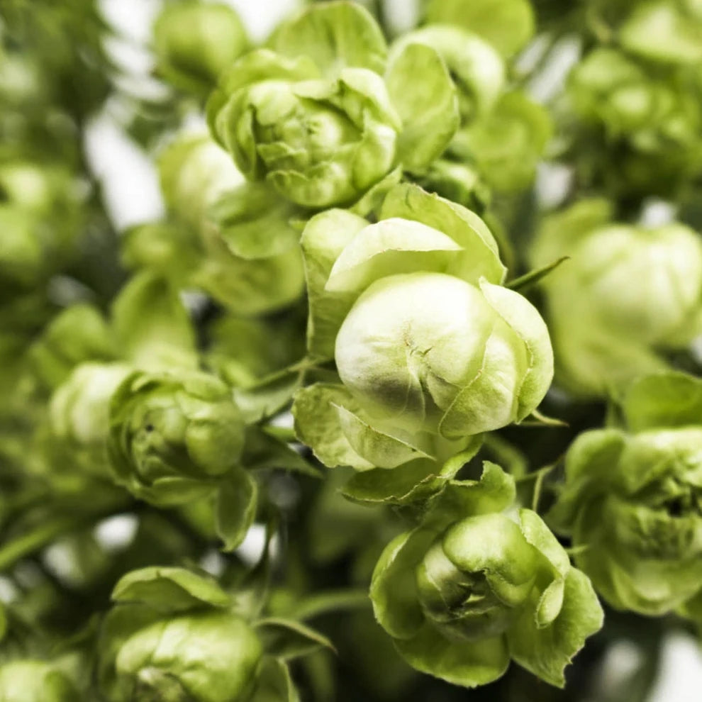 Wild Eclair Roses Spray - alternative 1